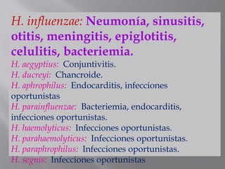 H. influenzae: Neumonía, sinusitis,
otitis, meningitis, epiglotitis,
celulitis, bacteriemia.
H. aegyptius: Conjuntivitis.
H. ducreyi: Chancroide.
H. aphrophilus: Endocarditis, infecciones
oportunistas
H. parainfluenzae: Bacteriemia, endocarditis,
infecciones oportunistas.
H. haemolyticus: Infecciones oportunistas.
H. parahaemolyticus: Infecciones oportunistas.
H. paraphrophilus: Infecciones oportunistas.
H. segnis: Infecciones oportunistas
 