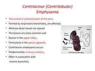 Centriacinar (Centrilobular)
Emphysema
• The central or proximal parts of the acini,
• Formed by respiratory bronchioles, are affected,
• Whereas distal alveoli are spared.
• The lesions are more common and
• Severe in the upper lobes,
• Particularly in the apical segments.
• Centriacinar emphysema occurs
• Predominantly in heavy smokers,
• Often in association with
chronic bronchitis.
 