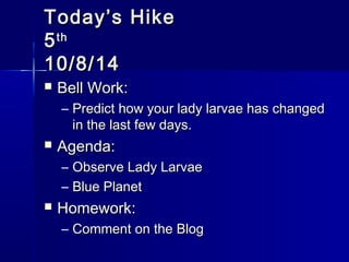 TTooddaayy’’ss HHiikkee 
55tthh 
1100//88//1144 
 BBeellll WWoorrkk:: 
– PPrreeddiicctt hhooww yyoouurr llaaddyy llaarrvvaaee hhaass cchhaannggeedd 
iinn tthhee llaasstt ffeeww ddaayyss.. 
 AAggeennddaa:: 
– OObbsseerrvvee LLaaddyy LLaarrvvaaee 
– BBlluuee PPllaanneett 
 HHoommeewwoorrkk:: 
– CCoommmmeenntt oonn tthhee BBlloogg 
 