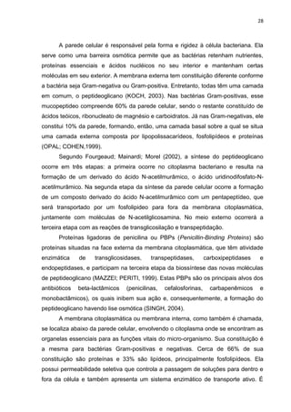 28



       A parede celular é responsável pela forma e rigidez à célula bacteriana. Ela
serve como uma barreira osmótica permite que as bactérias retenham nutrientes,
proteínas essenciais e ácidos nucléicos no seu interior e mantenham certas
moléculas em seu exterior. A membrana externa tem constituição diferente conforme
a bactéria seja Gram-negativa ou Gram-positiva. Entretanto, todas têm uma camada
em comum, o peptideoglicano (KOCH, 2003). Nas bactérias Gram-positivas, esse
mucopeptideo compreende 60% da parede celular, sendo o restante constituído de
ácidos teóicos, ribonucleato de magnésio e carboidratos. Já nas Gram-negativas, ele
constitui 10% da parede, formando, então, uma camada basal sobre a qual se situa
uma camada externa composta por lipopolissacarídeos, fosfolipídeos e proteínas
(OPAL; COHEN,1999).
       Segundo Fourgeaud; Mainardi; Morel (2002), a síntese do peptideoglicano
ocorre em três etapas: a primeira ocorre no citoplasma bacteriano e resulta na
formação de um derivado do ácido N-acetilmurâmico, o ácido uridinodifosfato-N-
acetilmurâmico. Na segunda etapa da síntese da parede celular ocorre a formação
de um composto derivado do ácido N-acetilmurâmico com um pentapeptídeo, que
será transportado por um fosfolipideo para fora da membrana citoplasmática,
juntamente com moléculas de N-acetilglicosamina. No meio externo ocorrerá a
terceira etapa com as reações de transglicosilação e transpeptidação.
       Proteínas ligadoras de penicilina ou PBPs (Penicillin-Binding Proteins) são
proteínas situadas na face externa da membrana citoplasmática, que têm atividade
enzimática     de    transglicosidases,    transpeptidases,        carboxipeptidases   e
endopeptidases, e participam na terceira etapa da biossíntese das novas moléculas
de peptideoglicano (MAZZEI; PERITI, 1999). Estas PBPs são os principais alvos dos
antibióticos   beta-lactâmicos   (penicilinas,   cefalosforinas,     carbapenêmicos    e
monobactâmicos), os quais inibem sua ação e, consequentemente, a formação do
peptideoglicano havendo lise osmótica (SINGH, 2004).
       A membrana citoplasmática ou membrana interna, como também é chamada,
se localiza abaixo da parede celular, envolvendo o citoplasma onde se encontram as
organelas essenciais para as funções vitais do micro-organismo. Sua constituição é
a mesma para bactérias Gram-positivas e negativas. Cerca de 66% de sua
constituição são proteínas e 33% são lipídeos, principalmente fosfolipídeos. Ela
possui permeabilidade seletiva que controla a passagem de soluções para dentro e
fora da célula e também apresenta um sistema enzimático de transporte ativo. É
 