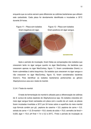 52



enquanto que os outros servem para diferenciar as colônias bacterianas que utilizam
este carboidrato. Cada placa foi devidamente identificada e incubadas a 35°C
durante 24 horas.


    Figura 11 – Placa com isolados         Figura 12 – Placa com isolados
       Gram-negativos em ágar.             Gram-positivos em ágar sangue.
             .MacConkey.




      Após o período de incubação, foram feitas as comparações dos isolados que
cresceram tanto no ágar sangue quanto no ágar MacConkey. As bactérias que
cresceram apenas no ágar MacConkey, figura 11, foram consideradas Gram(-) e
foram submetidas à série bioquímica. Os isolados que cresceram no ágar sangue e
não cresceram no ágar MacConkey, figura 12, foram considerados bactérias
Gram(+). Para identificar os isolados bacterianos pertencentes ao gênero
Staphylococcus usou-se o teste do manitol.



3.3.4.1 Teste do manitol


      O teste de fermentação do manitol é utilizado para a diferenciação de colônias
de S. aureus de outras espécies de Staphylococcus spp. Os isolados crescidos em
meio ágar sangue foram semeados em placa com o auxilio de um swab, as placas
foram incubadas invertidas a 35°C por 24 horas sobre a superfície do meio manitol
cuja fórmula contém por g/L: peptona de caseína = 5,0; peptona de carne = 5,0;
extrato de carne = 1,0; D-manitol = 10,0; cloreto de sódio = 75,0; vermelho de fenol =
0,025; ágar = 15,0; pH final = 7,4 ± 0,2 a 25°C.. Findo o período de incubação os
 