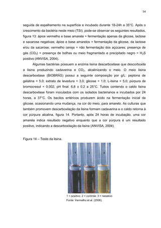 54



seguida de espalhamento na superfície e incubado durante 18-24h a 35°C. Após o
crescimento da bactéria neste meio (TSI), pode-se observar os seguintes resultados,
figura 13: ápice vermelho e base amarela = fermentação apenas da glicose, lactose
e sacarose negativas; ápice e base amarelos = fermentação da glicose, da lactose
e/ou da sacarose; vermelho cereja = não fermentação dos açúcares; presença de
gás (CO2) = presença de bolhas ou meio fragmentado e precipitado negro = H 2S
positivo (ANVISA, 2004).
      Algumas bactérias possuem a enzima lisina descarboxilase que descorboxila
a lisina produzindo cadaverina e CO2, alcalinizando o meio. O meio lisina
descarboxilase (BIOBRÁS) possui a seguinte composição por g/L: peptona de
gelatina = 5,0; extrato de levedura = 3,0; glicose = 1,0; L-lisina = 5,0; púrpura de
bromocresol = 0,002; pH final: 6,8 ± 0,2 a 25°C. Tubos contendo o caldo lisina
descarboxilase foram inoculados com os isolados bacterianos e incubados por 24
horas, a 37°C. Os bacilos entéricos produzem ácido na fermentação inicial da
glicose, ocasionando uma mudança, na cor do meio, para amarelo. As culturas que
também promovem descarboxilação da lisina formam cadaverina e o caldo retorna à
cor púrpura alcalina, figura 14. Portanto, após 24 horas de incubação, uma cor
amarela indica resultado negativo enquanto que a cor púrpura é um resultado
positivo, indicando a descarboxilação da lisina (ANVISA, 2004).



Figura 14 – Teste da lisina.




                               1 = positivo; 2 = controle; 3 = negativo
                               Fonte: Vermelho et al. (2006).
 