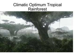 Climatic Optimum Tropical Rainforest 