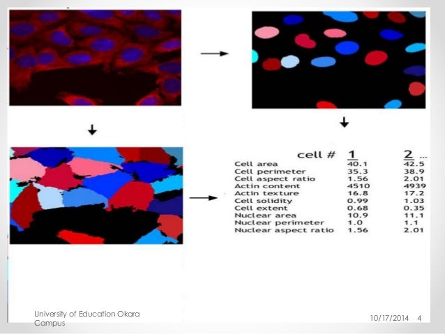 cellprofiler pipeline for cell morphology analysis cellprofiler pipeline for cell morphology analysis