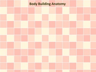 Body Building Anatomy
 