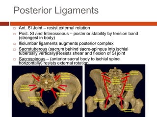 Posterior Ligaments
 Ant. SI Joint – resist external rotation
 Post. SI and Interosseous – posterior stability by tension band
(strongest in body)
 Iliolumbar ligaments augments posterior complex
 Sacrotuberous (sacrum behind sacro-spinous into ischial
tuberosily vertically)Resists shear and flexion of SI joint
 Sacrospinous – (anterior sacral body to ischial spine
horizontally) resists external rotation
 