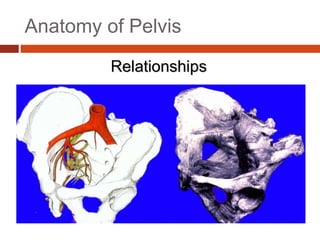 Anatomy of Pelvis
Relationships
 