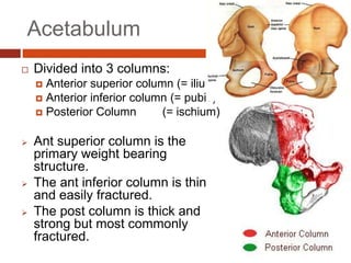 Acetabulum
 Divided into 3 columns:
 Anterior superior column (= ilium)
 Anterior inferior column (= pubis)
 Posterior Column (= ischium)
 Ant superior column is the
primary weight bearing
structure.
 The ant inferior column is thin
and easily fractured.
 The post column is thick and
strong but most commonly
fractured.
 
