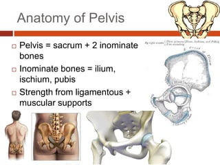 Anatomy of Pelvis
 Pelvis = sacrum + 2 inominate
bones
 Inominate bones = ilium,
ischium, pubis
 Strength from ligamentous +
muscular supports
 