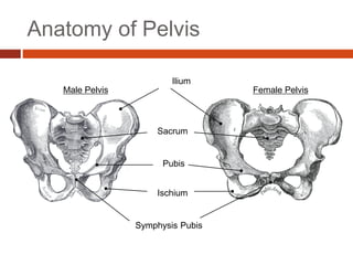 Anatomy of Pelvis
Ilium
Sacrum
Male Pelvis Female Pelvis
Pubis
Ischium
Symphysis Pubis
 