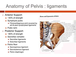 Anatomy of Pelvis : ligaments
 Anterior Support:
 ~40% of strength
 Symphysis pubis
 Fibrocartilaginous joint covered by
ant & post symphyseal ligaments
 Pubic rami
 Posterior Support:
 ~60% of strength
 Sacroiliac complex
 Sacroiliac ligaments
 Iliolumbar ligaments
 Pelvic floor
 Sacrospinous ligament
 Sacrotuberous ligament
 Pelvic diaphragm
 