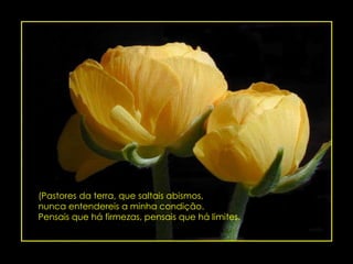 (Pastores da terra, que saltais abismos,nunca entendereis a minha condição.Pensais que há firmezas, pensais que há limites.