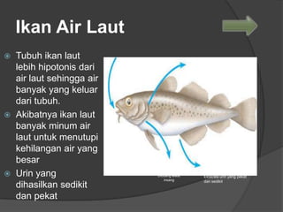 620 Koleksi Ikan Air Laut Banyak Minum Sedikit Urine Gratis