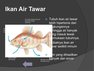 8800 Sistem Ekskresi Pada Ikan Air Tawar Dan Ikan Air Laut HD