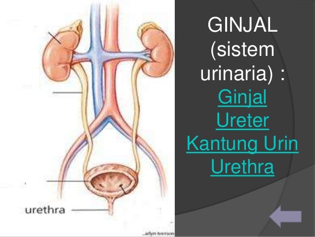 Unduh 95+ Gambar Ginjal Yg Mudah Digambar Paling Bagus Gratis