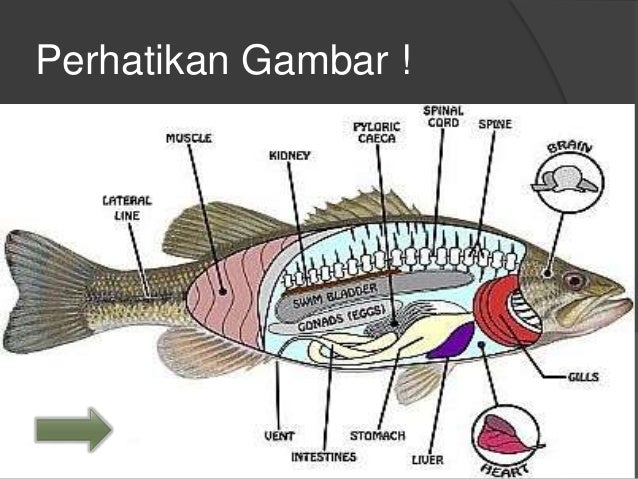Gambar Organ Tubuh Ikan Dan Fungsinya bonus