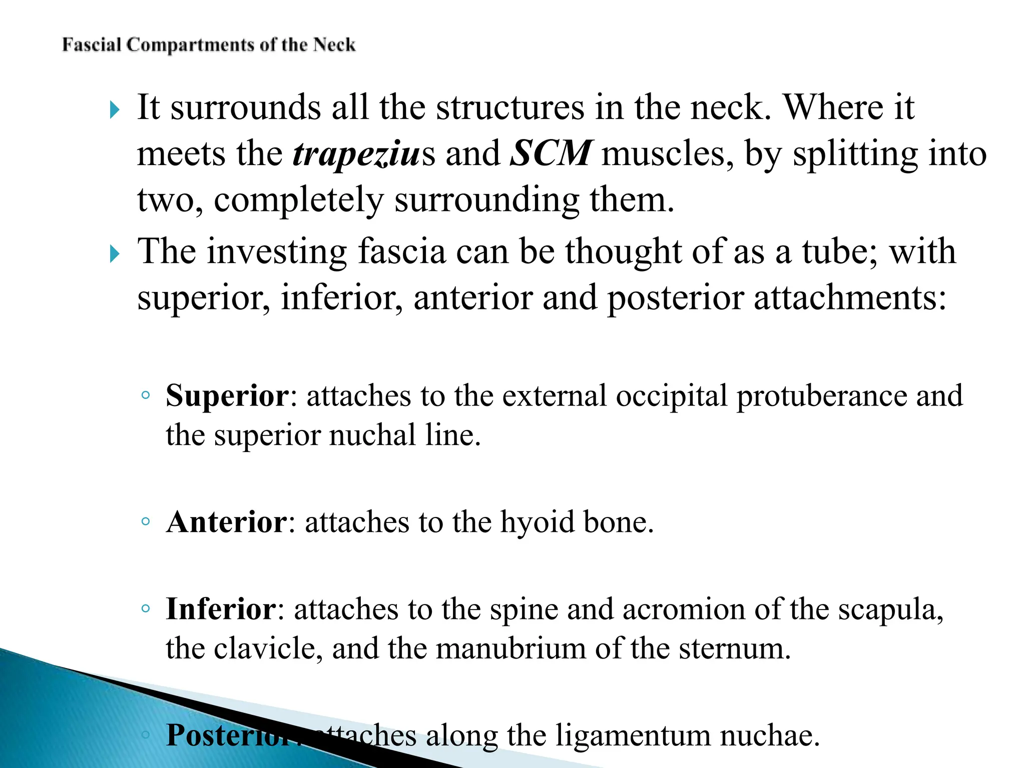  It surrounds all the structures in the neck. Where it
meets the trapezius and SCM muscles, by splitting into
two, completely surrounding them.
 The investing fascia can be thought of as a tube; with
superior, inferior, anterior and posterior attachments:
◦ Superior: attaches to the external occipital protuberance and
the superior nuchal line.
◦ Anterior: attaches to the hyoid bone.
◦ Inferior: attaches to the spine and acromion of the scapula,
the clavicle, and the manubrium of the sternum.
◦ Posterior: attaches along the ligamentum nuchae.
 
