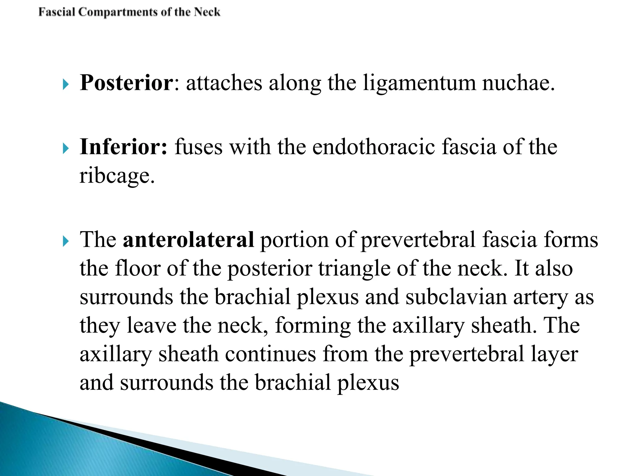  Posterior: attaches along the ligamentum nuchae.
 Inferior: fuses with the endothoracic fascia of the
ribcage.
 The anterolateral portion of prevertebral fascia forms
the floor of the posterior triangle of the neck. It also
surrounds the brachial plexus and subclavian artery as
they leave the neck, forming the axillary sheath. The
axillary sheath continues from the prevertebral layer
and surrounds the brachial plexus
 