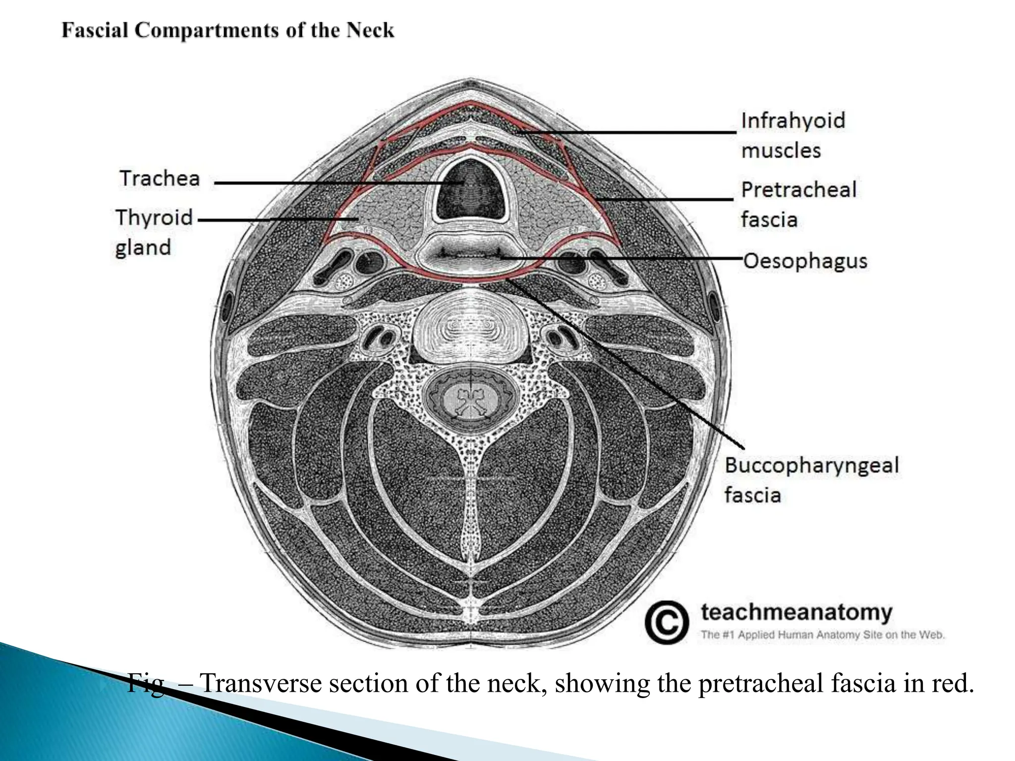  Fig – Transverse section of the neck, showing the pretracheal fascia in red.
 