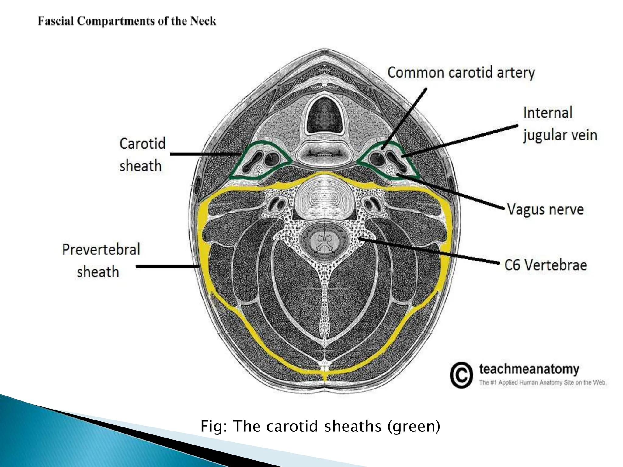 Fig: The carotid sheaths (green)
 