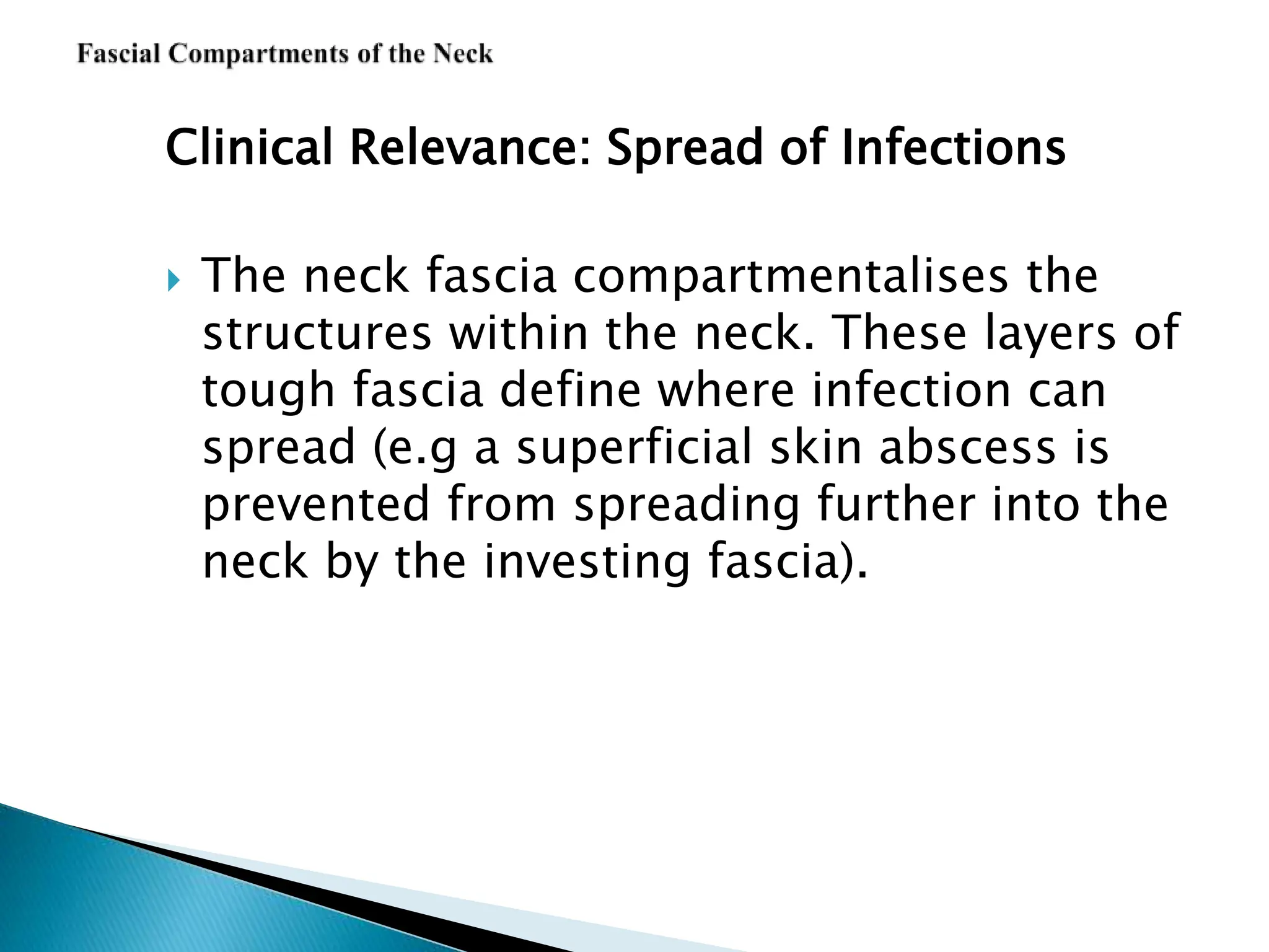 Clinical Relevance: Spread of Infections
 The neck fascia compartmentalises the
structures within the neck. These layers of
tough fascia define where infection can
spread (e.g a superficial skin abscess is
prevented from spreading further into the
neck by the investing fascia).
 