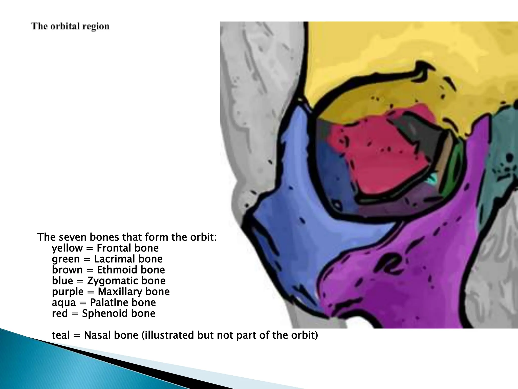 The seven bones that form the orbit:
yellow = Frontal bone
green = Lacrimal bone
brown = Ethmoid bone
blue = Zygomatic bone
purple = Maxillary bone
aqua = Palatine bone
red = Sphenoid bone
teal = Nasal bone (illustrated but not part of the orbit)
 