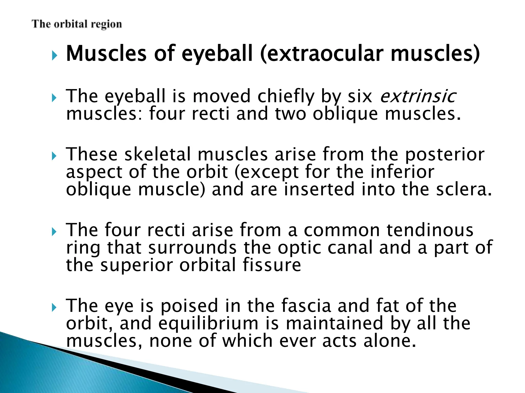  Muscles of eyeball (extraocular muscles)
 The eyeball is moved chiefly by six extrinsic
muscles: four recti and two oblique muscles.
 These skeletal muscles arise from the posterior
aspect of the orbit (except for the inferior
oblique muscle) and are inserted into the sclera.
 The four recti arise from a common tendinous
ring that surrounds the optic canal and a part of
the superior orbital fissure
 The eye is poised in the fascia and fat of the
orbit, and equilibrium is maintained by all the
muscles, none of which ever acts alone.
 