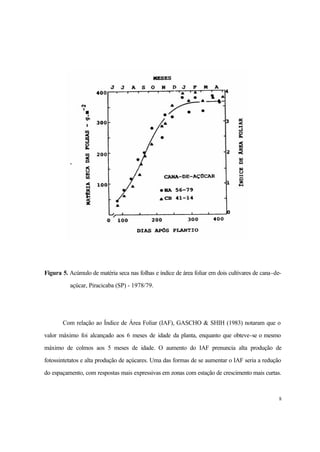 8
Figura 5. Acúmulo de matéria seca nas folhas e índice de área foliar em dois cultivares de cana-de-
açúcar, Piracicaba (SP) - 1978/79.
Com relação ao Índice de Área Foliar (IAF), GASCHO & SHIH (1983) notaram que o
valor máximo foi alcançado aos 6 meses de idade da planta, enquanto que obteve-se o mesmo
máximo de colmos aos 5 meses de idade. O aumento do IAF prenuncia alta produção de
fotossintetatos e alta produção de açúcares. Uma das formas de se aumentar o IAF seria a redução
do espaçamento, com respostas mais expressivas em zonas com estação de crescimento mais curtas.
 