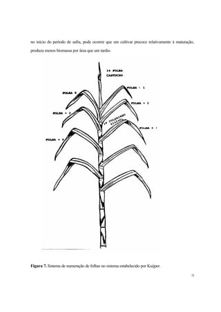 11
no início do período de safra, pode ocorrer que um cultivar precoce relativamente à maturação,
produza menos biomassa por área que um tardio.
Figura 7. Sistema de numeração de folhas no sistema estabelecido por Kuijper.
 
