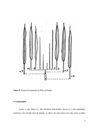 12
Figura 8. Sistema de numeração de folhas de Kuijper.
b. Luminosidade
Sendo a cana planta C4, altas eficiências fotossintéticas devem-se à altas intensidades
luminosas. Com elevadas taxas de radiação, os colmos são mais grossos mas mais curtos; as folhas
 