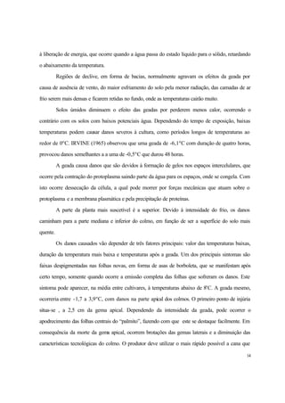 14
à liberação de energia, que ocorre quando a água passa do estado líquido para o sólido, retardando
o abaixamento da temperatura.
Regiões de declive, em forma de bacias, normalmente agravam os efeitos da geada por
causa de ausência de vento, do maior esfriamento do solo pela menor radiação, das camadas de ar
frio serem mais densas e ficarem retidas no fundo, onde as temperaturas cairão muito.
Solos úmidos diminuem o efeito das geadas por perderem menos calor, ocorrendo o
contrário com os solos com baixos potenciais água. Dependendo do tempo de exposição, baixas
temperaturas podem causar danos severos à cultura, como períodos longos de temperaturas ao
redor de 0o
C. IRVINE (1965) observou que uma geada de -6,1o
C com duração de quatro horas,
provocou danos semelhantes a a uma de -0,5o
C que durou 48 horas.
A geada causa danos que são devidos à formação de gelos nos espaços intercelulares, que
ocorre pela contração do protoplasma saindo parte da água para os espaços, onde se congela. Com
isto ocorre dessecação da célula, a qual pode morrer por forças mecânicas que atuam sobre o
protoplasma e a membrana plasmática e pela precipitação de proteínas.
A parte da planta mais suscetível é a superior. Devido à intensidade do frio, os danos
caminham para a parte mediana e inferior do colmo, em função de ser a superfície do solo mais
quente.
Os danos causados vão depender de três fatores principais: valor das temperaturas baixas,
duração da temperatura mais baixa e temperaturas após a geada. Um dos principais sintomas são
faixas despigmentadas nas folhas novas, em forma de asas de borboleta, que se manifestam após
certo tempo, somente quando ocorre a emissão completa das folhas que sofreram os danos. Este
sintoma pode aparecer, na média entre cultivares, à temperaturas abaixo de 8o
C. A geada mesmo,
ocorreria entre -1,7 a 3,9o
C, com danos na parte apical dos colmos. O primeiro ponto de injúria
situa-se , a 2,5 cm da gema apical. Dependendo da intensidade da geada, pode ocorrer o
apodrecimento das folhas centrais do “palmito”, fazendo com que este se destaque facilmente. Em
consequência da morte da gema apical, ocorrem brotações das gemas laterais e a diminuição das
características tecnológicas do colmo. O produtor deve utilizar o mais rápido possível a cana que
 