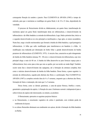 20
consequente floração de outubro a janeiro. Para CLEMENTS & AWADA (1965) o tempo de
estimulo, para que o meristema se modifique em gema floral, é de 18 a 21 dias, dependendo da
variedade.
O processo de florescimento divide-se, didaticamente, em quatro fases: transformação do
meristema apical em gema floral; transformação desta em inflorescência, o desenvolvimento da
inflorescência e da folha bandeira e a emissão da inflorescência. Logo, finda a primeira fase, inicia-se
a segunda desenvolvendo-se no eixo principal as ramificações e, logo após, os ramos secundários.
Nesta fase, surge o tecido meristemático que formará a bainha da folha bandeira, a qual protegerá a
inflorescência. A folha que sofre modificação para transformar-se em bandeira é a folha -8,
modificação essa traduzida por diminuição do limbo foliar e grande desenvolvimento da bainha
protetora da inflorescência (CLEMENTS, 1975). A terceira fase, caracteriza-se pelo alongamento
da bainha da folha bandeira (alcança 70 - 80 cm) e o desenvolvimento da inflorescência, cujo eixo
principal chega a mais de 60 cm. A bainha da folha desenvolve-se para fornecer espaço para a
infloresc6encia, bem como para evitar que esta se quebre, por seu tecido ser ainda frágil. Também
ocorre nesta fase o desenvolvimento das espiguetas, até a formação da estrutura completa, bem
como o máximo desenvolvimento da bainha da folha bandeira. Dessa forma, o passo seguinte é a
emissão da inflorescência, seguida pela abertura das flores e a polinização. Para CLEMENTS &
AWADA (1967) a completa emissão dura de 4 a 5 semanas, enquanto que a abertura das flores,
formação de frutos e maturação, não mais que 2 a 3 semanas.
Dessa forma, como as demais gramíneas, a cana-de-açúcar floresce, frutifica e morre,
garantindo a perpetuação da espécie. A floração da cana é fenômeno normal e indispensável para a
sobrevivência da espécie não interessando, no entanto, ao produtor.
O florescimento, apresenta os seguintes prejuízos básicos:
a. no florescimento, o crescimento vegetativo do colmo é paralizado, com evidente perda do
rendimento de áçucar;
b. os colmos florescidos diminuem seu rendimento em açúcar, devido à formação da folha bandeira
ou flecha;
 