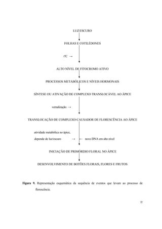 22
LUZ/ESCURO
FOLHAS E COTILÉDONES
to
C →
ALTO NÍVEL DE FITOCROMO ATIVO
PROCESSOS METABÓLICOS E NÍVEIS HORMONAIS
SÍNTESE OU ATIVAÇÃO DE COMPLEXO TRANSLOCÁVEL AO ÁPICE
vernalização →
TRANSLOCAÇÃO DE COMPLEXO CAUSADOR DE FLORESCÊNCIA AO ÁPICE
atividade metabólica no ápice,
depende de luz/escuro → ← novo DNA em alto nível
INICIAÇÃO DE PRIMÓRDIO FLORAL NO ÁPICE
DESENVOLVIMENTO DE BOTÕES FLORAIS, FLORES E FRUTOS
Figura 9. Representação esquemática da sequência de eventos que levam ao processo de
florescência.
 