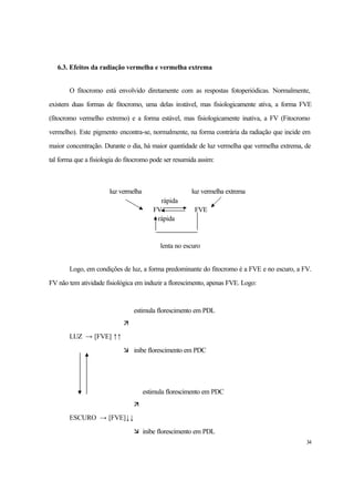 34
6.3. Efeitos da radiação vermelha e vermelha extrema
O fitocromo está envolvido diretamente com as respostas fotoperiódicas. Normalmente,
existem duas formas de fitocromo, uma delas instável, mas fisiologicamente ativa, a forma FVE
(fitocromo vermelho extremo) e a forma estável, mas fisiologicamente inativa, a FV (Fitocromo
vermelho). Este pigmento encontra-se, normalmente, na forma contrária da radiação que incide em
maior concentração. Durante o dia, há maior quantidade de luz vermelha que vermelha extrema, de
tal forma que a fisiologia do fitocromo pode ser resumida assim:
luz vermelha luz vermelha extrema
rápida
FV FVE
rápida
lenta no escuro
Logo, em condições de luz, a forma predominante do fitocromo é a FVE e no escuro, a FV.
FV não tem atividade fisiológica em induzir a florescimento, apenas FVE. Logo:
estimula florescimento em PDL
ä
LUZ → [FVE] ↑↑
æ inibe florescimento em PDC
estimula florescimento em PDC
ä
ESCURO → [FVE]↓↓
æ inibe florescimento em PDL
 