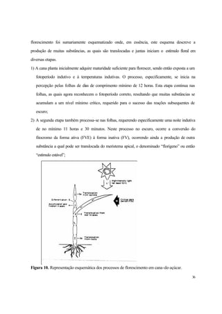 36
florescimento foi sumariamente esquematizado onde, em essência, este esquema descreve a
produção de muitas substâncias, as quais são translocadas e juntas iniciam o estímulo floral em
diversas etapas.
1) A cana planta inicialmente adquire maturidade suficiente para florescer, sendo então exposta a um
fotoperíodo indutivo e à temperaturas indutivas. O processo, especificamente, se inicia na
percepção pelas folhas de dias de comprimento mínimo de 12 horas. Esta etapa continua nas
folhas, as quais agora reconhecem o fotoperíodo correto, resultando que muitas substâncias se
acumulam a um nível mínimo crítico, requerido para o sucesso das reações subsequentes de
escuro;
2) A segunda etapa também processa-se nas folhas, requerendo especificamente uma noite indutiva
de no mínimo 11 horas e 30 minutos. Neste processo no escuro, ocorre a conversão do
fitocromo da forma ativa (FVE) à forma inativa (FV), ocorrendo ainda a produção de outra
substância a qual pode ser translocada do meristema apical, o denominado “florígeno” ou então
“estímulo estável”;
Figura 10. Representação esquemática dos processos de florescimento em cana-de-açúcar.
 