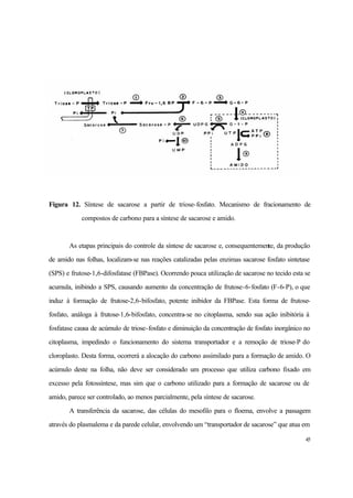 45
Figura 12. Síntese de sacarose a partir de triose-fosfato. Mecanismo de fracionamento de
compostos de carbono para a síntese de sacarose e amido.
As etapas principais do controle da síntese de sacarose e, consequentemente, da produção
de amido nas folhas, localizam-se nas reações catalizadas pelas enzimas sacarose fosfato sintetase
(SPS) e frutose-1,6-difosfatase (FBPase). Ocorrendo pouca utilização de sacarose no tecido esta se
acumula, inibindo a SPS, causando aumento da concentração de frutose-6-fosfato (F-6-P), o que
induz à formação de frutose-2,6-bifosfato, potente inibidor da FBPase. Esta forma de frutose-
fosfato, análoga à frutose-1,6-bifosfato, concentra-se no citoplasma, sendo sua ação inibitória à
fosfatase causa de acúmulo de triose-fosfato e diminuição da concentração de fosfato inorgânico no
citoplasma, impedindo o funcionamento do sistema transportador e a remoção de triose-P do
cloroplasto. Desta forma, ocorrerá a alocação do carbono assimilado para a formação de amido. O
acúmulo deste na folha, não deve ser considerado um processo que utiliza carbono fixado em
excesso pela fotossíntese, mas sim que o carbono utilizado para a formação de sacarose ou de
amido, parece ser controlado, ao menos parcialmente, pela síntese de sacarose.
A transferência da sacarose, das células do mesofilo para o floema, envolve a passagem
através do plasmalema e da parede celular, envolvendo um “transportador de sacarose” que atua em
 