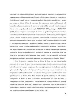 46
associação com o transporte de potássio, dependente de energia metabólica. O carregamento de
sacarose para as células companheiras do floema é realizado por um sistema de co-transporte com
íons hidrogênio, os quais induzem a formação do gradiente eletroquímico necessário, para a geração
de energia no sistema ATPase da membrana. Este mecanismo, funciona eficientemente sob
condições de baixas concentrações de sacarose na parede celular, ocorrendo o transporte para o
floema contra um gradiente de concentração. KURSANOV (1984), citado por MAGALHÃES
(1987), diz que sempre que a concentração de sacarose no apoplasto atingir níveis incompatíveis
com o funcionamento dos transportadores de sacarose, a enzima invertase ácida, presente na parede
celular é ativada, atuando na reação de hidrólise e transformando sacarose em hexoses. Estas
hexoses são transportadas de volta às células do mesofilo, sendo novamente convertidas à sacarose.
A reciclagem da sacarose, entre o apoplasto e o simplasto, mantém a concentração deste açúcar na
parede celular, visando o eficiente funcionamento dos transportadores de sacarose. Uma vez dentro
das células companheiras, a transferência da sacarose para os tubos do floema é feita, de maneira
preferencial, através dos plasmodesmos, a favor de um gradiente de concentração. Todo este
processo até aqui descrito, ocorre na chamada “fonte”, ou seja o local de produção de carboidratos,
de onde serão translocados para os locais de consumo ou armazenamento, os chamados “drenos”.
Dessa forma, após a sacarose chegar ao floema da fonte, por este sistema vascular
caminhará até ao floema do dreno. Este movimento ocorre por diferentes mecanismos, passivos e
ativos. Estes, os ativos exigem energia metabólica, estando principalmente localizados nas zonas das
placas crivadas. O grande fluxo do floema, no entanto, é formado por um gradiente de pressão de
turgor entre as células do floema fonte e as do floema dreno, possuindo as do floema fonte maior
pressão que as do floema dreno. Essa diferença de pressão estabelece-se, pelo contínuo
carregamento do floema na fonte e descontínuo descarregamento do floema no dreno. O
carregamento do floema fonte aumenta a sua concentração de sacarose, diminuindo o potencial
osmótico de suas células, provocando a entrada de água e o aumento da turgescência; o aumento da
pressão sobre o plasmalema causa deformação reversível de proteínas carregadoras de sacarose, o
que impediria o enchimento total dos vasos (MAGALHÃES, 1987).
 