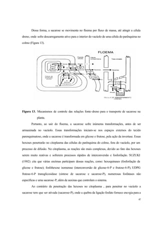47
Dessa forma, a sacarose se movimenta no floema por fluxo de massa, até atingir a célula
dreno, onde sofre descarregamento ativo para o interior do vacúolo de uma célula do parênquima no
colmo (Figura 13).
Figura 13. Mecanismos de controle das relações fonte-dreno para o transporte de sacarose na
planta.
Portanto, ao sair do floema, a sacarose sofre inúmeras transformações, antes de ser
armazenada no vacúolo. Essas transformações iniciam-se nos espaços externos do tecido
parenquimatoso, onde a sacarose é transformada em glicose e frutose, pela ação da invertase. Essas
hexoses penetrarão no citoplasma das células do parênquima do colmo, fora do vacúolo, por um
processo de difusão. No citoplasma, as reações são mais complexas, devido ao fato das hexoses
serem muito reativas e sofrerem processos rápidos de interconversão e fosforilação. SUZUKI
(1982) cita que várias enzimas participam dessas reações, como: hexoquinases (fosforilação da
glicose e frutose); fosfohexose isomerase (interconversão de glicose-6-P e frutose-6-P), UDPG
frutose-6-P transglicosidase (síntese de sacarose e sacarose-P), numerosas fosfatases não
específicas e uma sacarose-P, além de auxinas que controlam o sistema.
Ao contrário da penetração das hexoses no citoplasma , para penetrar no vacúolo a
sacarose tem que ser ativada (sacarose-P), onde a quebra da ligação fosfato fornece energia para a
 