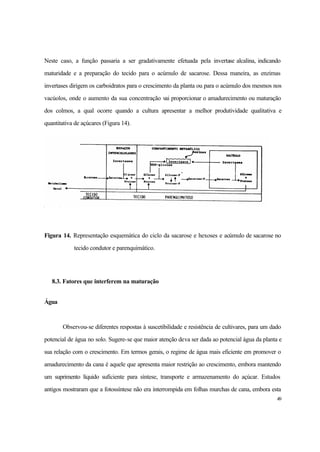 49
Neste caso, a função passaria a ser gradativamente efetuada pela invertase alcalina, indicando
maturidade e a preparação do tecido para o acúmulo de sacarose. Dessa maneira, as enzimas
invertases dirigem os carboidratos para o crescimento da planta ou para o acúmulo dos mesmos nos
vacúolos, onde o aumento da sua concentração vai proporcionar o amadurecimento ou maturação
dos colmos, a qual ocorre quando a cultura apresentar a melhor produtividade qualitativa e
quantitativa de açúcares (Figura 14).
Figura 14. Representação esquemática do ciclo da sacarose e hexoses e acúmulo de sacarose no
tecido condutor e parenquimático.
8.3. Fatores que interferem na maturação
Água
Observou-se diferentes respostas à suscetibilidade e resistência de cultivares, para um dado
potencial de água no solo. Sugere-se que maior atenção deva ser dada ao potencial água da planta e
sua relação com o crescimento. Em termos gerais, o regime de água mais eficiente em promover o
amadurecimento da cana é aquele que apresenta maior restrição ao crescimento, embora mantendo
um suprimento líquido suficiente para síntese, transporte e armazenamento do açúcar. Estudos
antigos mostraram que a fotossíntese não era interrompida em folhas murchas de cana, embora esta
 