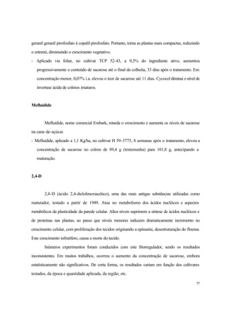 57
geranil geranil pirofosfato à copalil pirofosfato. Portanto, torna as plantas mais compactas, reduzindo
o entrenó, diminuindo o crescimento vegetativo.
- Aplicado via foliar, no cultivar TCP 52-43, a 0,3% do ingrediente ativo, aumentou
progressivamente o conteúdo de sacarose até o final da colheita, 33 dias após o tratamento. Em
concentração menor, 0,07% i.a. elevou o teor de sacarose até 11 dias. Cycocel diminui o nível de
invertase ácida de colmos imaturos.
Mefluidide
Mefluidide, nome comercial Embark, retarda o crescimento e aumenta os níveis de sacarose
na cana-de-açúcar.
- Mefluidide, aplicado a 1,1 Kg/ha, no cultivar H 59-3775, 8 semanas após o tratamento, elevou a
concentração de sacarose no colmo de 89,4 g (testemunha) para 101,8 g, antecipando a
maturação.
2,4-D
2,4-D (ácido 2,4-diclofenoxiacético), uma das mais antigas substâncias utilizadas como
maturador, testado a partir de 1949. Atua no metabolismo dos ácidos nucléicos e aspectos
metabólicos da plasticidade da parede celular. Altos níveis suprimem a síntese de ácidos nucléicos e
de proteínas nas plantas, ao passo que níveis menores induzem dramaticamente incremento no
crescimento celular, com proliferação dos tecidos originando a epinastia, desestruturação do floema.
Este crescimento infrutífero, causa a morte do tecido.
Inúmeros experimentos foram conduzidos com este fitorregulador, sendo os resultados
inconsistentes. Em muitos trabalhos, ocorreu o aumento da concentração de sacarose, embora
estatísticamente não significativos. De certa forma, os resultados variam em função dos cultivares
testados, da época e quantidade aplicada, da região, etc.
 
