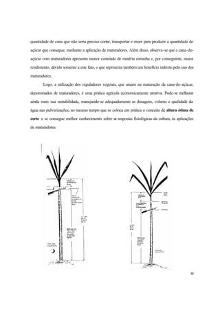 80
quantidade de cana que não seria preciso cortar, transportar e moer para produzir a quantidade de
açúcar que consegue, mediante a aplicação de maturadores. Além disso, observa-se que a cana-de-
açúcar com maturadores apresenta menor conteúdo de matéria estranha e, por conseguinte, maior
rendimento, devido somente a este fato, o que representa também um benefício indireto pelo uso dos
maturadores.
Logo, a utilização dos reguladores vegetais, que atuam na maturação da cana-de-açúcar,
denominados de maturadores, é uma prática agrícola economicamente atrativa. Pode-se melhorar
ainda mais sua rentabilidade, manejando-se adequadamente as dosagens, volume e qualidade da
água nas pulverizações, ao mesmo tempo que se coloca em prática o conceito de altura ótima de
corte e se consegue melhor conhecimento sobre as respostas fisiológicas da cultura, às aplicações
de maturadores.
 