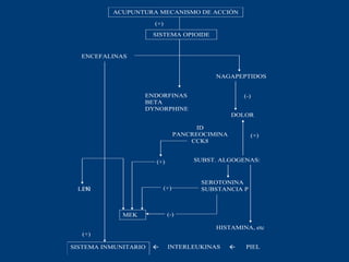 (+)
(-)
(+)
(+)
(+) (+)
(-)
(+)
 
ACUPUNTURA MECANISMO DE ACCIÓN
SISTEMA OPIOIDE
ENCEFALINAS
NAGAPEPTIDOS
ENDORFINAS
BETA
DYNORPHINE
DOLOR
ID
PANCREOCIMINA
CCK8
SUBST. ALGOGENAS:
SEROTONINA
SUBSTANCIA P
HISTAMINA, etc.
LEK
MEK
SISTEMA INMUNITARIO INTERLEUKINAS PIEL
 