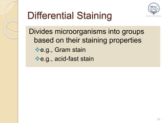 Differential Staining
Divides microorganisms into groups
based on their staining properties
e.g., Gram stain
e.g., acid-fast stain
29
 