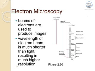 Electron Microscopy
 beams of
electrons are
used to
produce images
 wavelength of
electron beam
is much shorter
than light,
resulting in
much higher
resolution
36
Figure 2.20
 