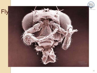 46
Fly head
 