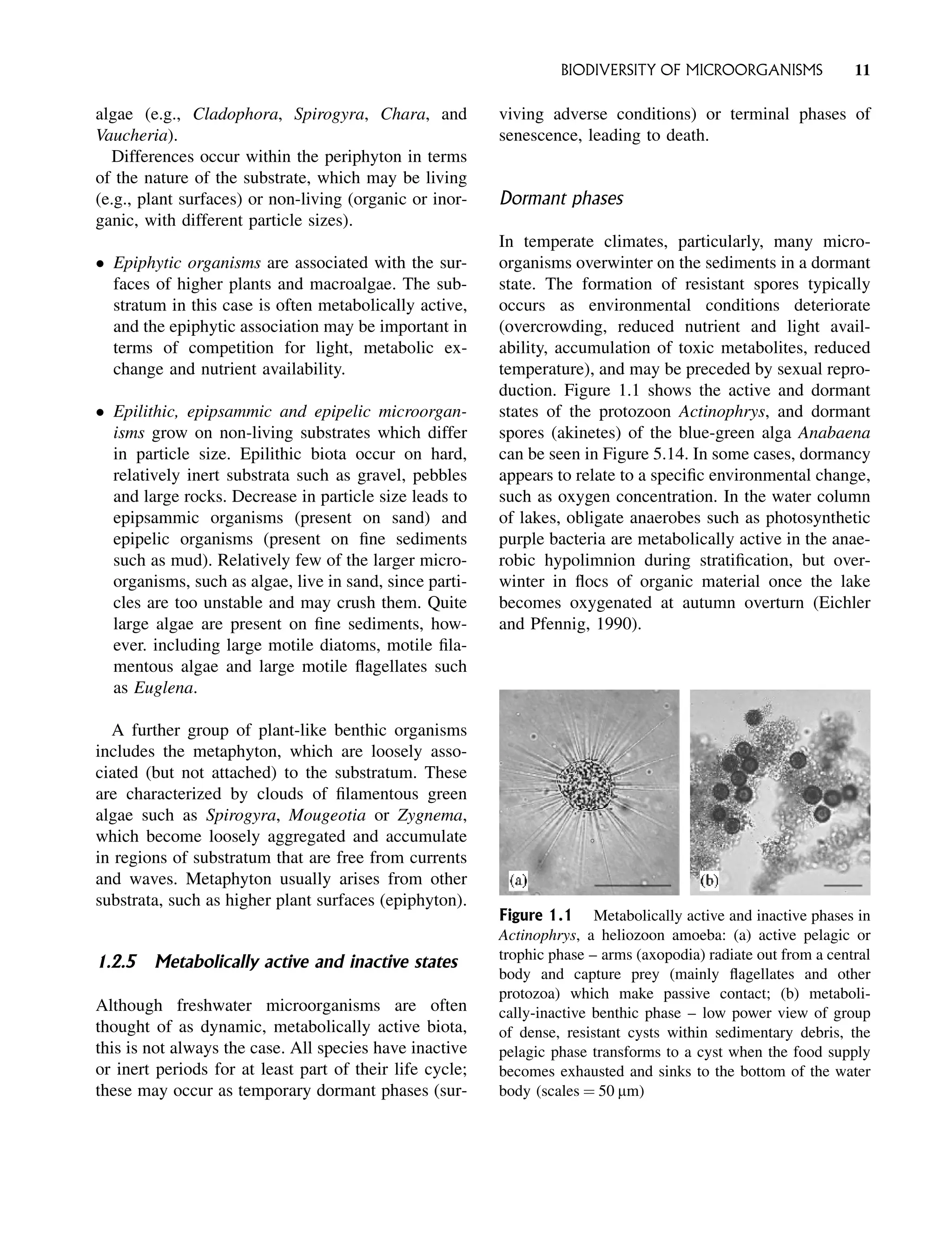 algae (e.g., Cladophora, Spirogyra, Chara, and
Vaucheria).
Differences occur within the periphyton in terms
of the nature of the substrate, which may be living
(e.g., plant surfaces) or non-living (organic or inor-
ganic, with different particle sizes).
 Epiphytic organisms are associated with the sur-
faces of higher plants and macroalgae. The sub-
stratum in this case is often metabolically active,
and the epiphytic association may be important in
terms of competition for light, metabolic ex-
change and nutrient availability.
 Epilithic, epipsammic and epipelic microorgan-
isms grow on non-living substrates which differ
in particle size. Epilithic biota occur on hard,
relatively inert substrata such as gravel, pebbles
and large rocks. Decrease in particle size leads to
epipsammic organisms (present on sand) and
epipelic organisms (present on fine sediments
such as mud). Relatively few of the larger micro-
organisms, such as algae, live in sand, since parti-
cles are too unstable and may crush them. Quite
large algae are present on fine sediments, how-
ever. including large motile diatoms, motile fila-
mentous algae and large motile flagellates such
as Euglena.
A further group of plant-like benthic organisms
includes the metaphyton, which are loosely asso-
ciated (but not attached) to the substratum. These
are characterized by clouds of filamentous green
algae such as Spirogyra, Mougeotia or Zygnema,
which become loosely aggregated and accumulate
in regions of substratum that are free from currents
and waves. Metaphyton usually arises from other
substrata, such as higher plant surfaces (epiphyton).
1.2.5 Metabolically active and inactive states
Although freshwater microorganisms are often
thought of as dynamic, metabolically active biota,
this is not always the case. All species have inactive
or inert periods for at least part of their life cycle;
these may occur as temporary dormant phases (sur-
viving adverse conditions) or terminal phases of
senescence, leading to death.
Dormant phases
In temperate climates, particularly, many micro-
organisms overwinter on the sediments in a dormant
state. The formation of resistant spores typically
occurs as environmental conditions deteriorate
(overcrowding, reduced nutrient and light avail-
ability, accumulation of toxic metabolites, reduced
temperature), and may be preceded by sexual repro-
duction. Figure 1.1 shows the active and dormant
states of the protozoon Actinophrys, and dormant
spores (akinetes) of the blue-green alga Anabaena
can be seen in Figure 5.14. In some cases, dormancy
appears to relate to a specific environmental change,
such as oxygen concentration. In the water column
of lakes, obligate anaerobes such as photosynthetic
purple bacteria are metabolically active in the anae-
robic hypolimnion during stratification, but over-
winter in flocs of organic material once the lake
becomes oxygenated at autumn overturn (Eichler
and Pfennig, 1990).
Figure 1.1 Metabolically active and inactive phases in
Actinophrys, a heliozoon amoeba: (a) active pelagic or
trophic phase – arms (axopodia) radiate out from a central
body and capture prey (mainly flagellates and other
protozoa) which make passive contact; (b) metaboli-
cally-inactive benthic phase – low power view of group
of dense, resistant cysts within sedimentary debris, the
pelagic phase transforms to a cyst when the food supply
becomes exhausted and sinks to the bottom of the water
body (scales ¼ 50 mm)
BIODIVERSITY OF MICROORGANISMS 11
 