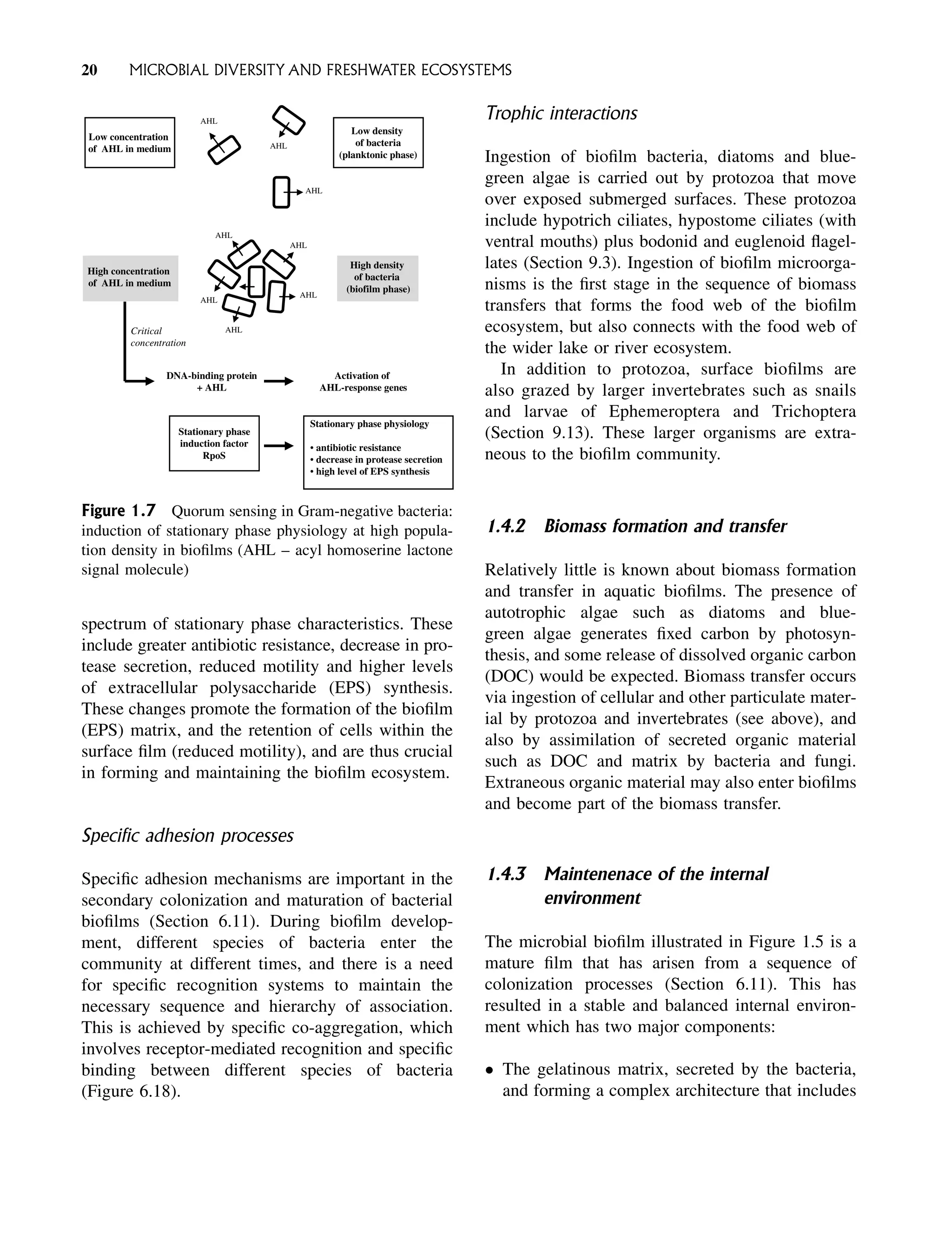 spectrum of stationary phase characteristics. These
include greater antibiotic resistance, decrease in pro-
tease secretion, reduced motility and higher levels
of extracellular polysaccharide (EPS) synthesis.
These changes promote the formation of the biofilm
(EPS) matrix, and the retention of cells within the
surface film (reduced motility), and are thus crucial
in forming and maintaining the biofilm ecosystem.
Specific adhesion processes
Specific adhesion mechanisms are important in the
secondary colonization and maturation of bacterial
biofilms (Section 6.11). During biofilm develop-
ment, different species of bacteria enter the
community at different times, and there is a need
for specific recognition systems to maintain the
necessary sequence and hierarchy of association.
This is achieved by specific co-aggregation, which
involves receptor-mediated recognition and specific
binding between different species of bacteria
(Figure 6.18).
Trophic interactions
Ingestion of biofilm bacteria, diatoms and blue-
green algae is carried out by protozoa that move
over exposed submerged surfaces. These protozoa
include hypotrich ciliates, hypostome ciliates (with
ventral mouths) plus bodonid and euglenoid flagel-
lates (Section 9.3). Ingestion of biofilm microorga-
nisms is the first stage in the sequence of biomass
transfers that forms the food web of the biofilm
ecosystem, but also connects with the food web of
the wider lake or river ecosystem.
In addition to protozoa, surface biofilms are
also grazed by larger invertebrates such as snails
and larvae of Ephemeroptera and Trichoptera
(Section 9.13). These larger organisms are extra-
neous to the biofilm community.
1.4.2 Biomass formation and transfer
Relatively little is known about biomass formation
and transfer in aquatic biofilms. The presence of
autotrophic algae such as diatoms and blue-
green algae generates fixed carbon by photosyn-
thesis, and some release of dissolved organic carbon
(DOC) would be expected. Biomass transfer occurs
via ingestion of cellular and other particulate mater-
ial by protozoa and invertebrates (see above), and
also by assimilation of secreted organic material
such as DOC and matrix by bacteria and fungi.
Extraneous organic material may also enter biofilms
and become part of the biomass transfer.
1.4.3 Maintenenace of the internal
environment
The microbial biofilm illustrated in Figure 1.5 is a
mature film that has arisen from a sequence of
colonization processes (Section 6.11). This has
resulted in a stable and balanced internal environ-
ment which has two major components:
 The gelatinous matrix, secreted by the bacteria,
and forming a complex architecture that includes
AHL
AHL
AHL
Low concentration
of AHL in medium
Low density
of bacteria
(planktonic phase)
AHL
AHL
AHL
AHL
AHL
High concentration
of AHL in medium
High density
of bacteria
(biofilm phase)
DNA-binding protein
+ AHL
Activation of
AHL-response genes
Stationary phase
induction factor
RpoS
Stationary phase physiology
• antibiotic resistance
• decrease in protease secretion
• high level of EPS synthesis
Critical
concentration
Figure 1.7 Quorum sensing in Gram-negative bacteria:
induction of stationary phase physiology at high popula-
tion density in biofilms (AHL – acyl homoserine lactone
signal molecule)
20 MICROBIAL DIVERSITY AND FRESHWATER ECOSYSTEMS
 