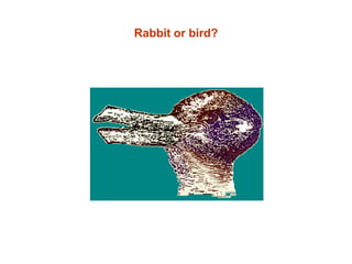 Rabbit or bird?
 