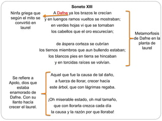 Soneto XIII
A Dafne ya los brazos le crecían
y en luengos ramos vueltos se mostraban;
en verdes hojas vi que se tornaban
los cabellos que el oro escurecían;
de áspera corteza se cubrían
los tiernos miembros que aun bullendo estaban;
los blancos pies en tierra se hincaban
y en torcidas raíces se volvían.
Aquel que fue la causa de tal daño,
a fuerza de llorar, crecer hacía
este árbol, que con lágrimas regaba.
¡Oh miserable estado, oh mal tamaño,
que con llorarla crezca cada día
la causa y la razón por que lloraba!
Ninfa griega que
según el mito se
convirtió en
laurel
Se refiere a
Apolo, dios que
estaba
enamorado de
Dafne. Con su
llanto hacía
crecer el laurel.
Metamorfosis
de Dafne en la
planta de
laurel
 