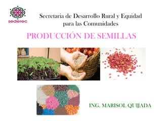 PRODUCCIÓN DE SEMILLAS
ING. MARISOL QUIJADA
Secretaria de Desarrollo Rural y Equidad
para las Comunidades
 